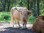 Ein Highland Cattle (32.07.10) ...  Tobias-Maverick Neumann 01.08.2010