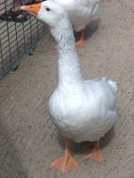 Eine Gans (31.07.10) Ich wei� leider nicht wie die G�nseart ...