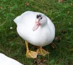 Eine von vielen Enten die durch den Filmtierpark Eschede watscheln. ...