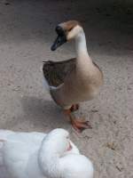 Eine H�ckergans. Das erste ...  Tobias-Maverick Neumann 01.08.2010