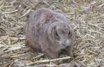 Schwarzschwanz-Pr�riehund (Cynomys ludovicianus) am ...  Gilbert Angermann 01.08.2010