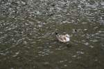 Eine M�we auf der Alster in Hamburg, am 01.08.2010.  ...