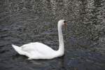 Ein Schwan auf der ...  Thomas Flebbe 01.08.2010