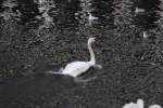 Ein Schwan, auf der ...  Thomas Flebbe 01.08.2010