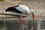 Ein Wei�storch (Ciconia ciconia) auf Futtersuche. Orangerie Strasbourg am 18.3.2010. ...