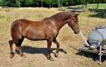 Durstiges Pferd auf ausgetrockneter Weide bei Brenig (SU-Kreis) - 18.07.2010 ...