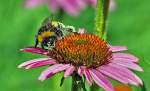 Hummel mit ...  Rolf Reinhardt 02.08.2010