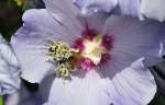 Hummel, voll ...  Rolf Reinhardt 02.08.2010