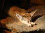 W�stenfuchs beim Mittagsschlaf, Wilhelma ...  Tobias Weber 02.08.2010