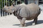 Nashorn zieht seine Runden, Wilhelma 06.05.2008  ...
