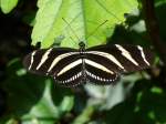 Zebrafalter, Wilhelma 06.05.2008   ...
