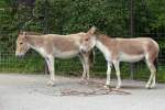 Onager-Esel, Wilhelma 06.05.2008   ...