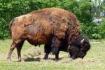 Bison, Wilhelma 06.05.2008   ...