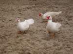 Drei Enten im Streichelzoo Tossens   ...