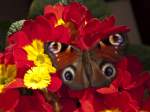 Tagpfauenauge nach dem Winterschlaf, Stuttgart 17.03.2010  ...