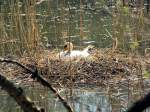 Ein Schwan beim BR�TEN ...  ferdinand baumgartner 03.08.2010