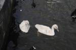Enten im Hamburg, am ...  Thomas Flebbe 04.08.2010