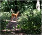 �berrascht auf einem Waldweg.
2.August ...  Erich Gillard 04.08.2010