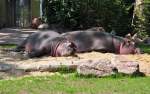Flusspferde im K�lner Zoo ...  Rolf Reinhardt 07.08.2010