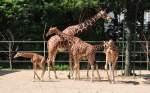 Giraffengruppe im K�lner Zoo ...  Rolf Reinhardt 07.08.2010