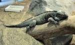 Nashornleguan im K�lner-Zoo 03.08.2010 ...  Rolf Reinhardt 07.08.2010