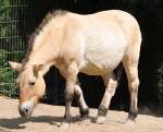 Przewalskipferd im K�lner Zoo - 03.08.2010  ...