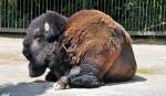 Amerikanischer Bison (Rinder-Horntr�ger) im K�lner Zoo - 03.08.2010  ...