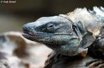 Schwarzer Leguan   ...  Andy Hensel 08.08.2010