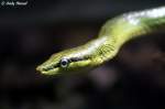 Savu-Inselpython    ...  Andy Hensel 08.08.2010