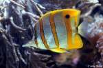 Pinzettfisch    ...  Andy Hensel 08.08.2010