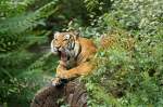 Indochinesischer Tiger oder auch ...  Andy Hensel 08.08.2010