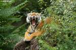 Indochinesischer Tiger oder auch Hinterindischer Tiger.  ...