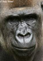 Westlicher Flachlandgorilla   ...  Andy Hensel 08.08.2010