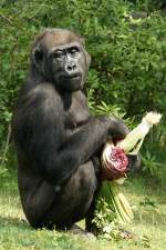 Westlicher Flachlandgorilla   ...  Andy Hensel 08.08.2010