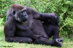 Westlicher Flachlandgorilla   ...  Andy Hensel 08.08.2010