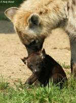 T�pfelhy�ne mit Junges.  ...  Andy Hensel 09.08.2010
