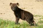Junge T�pfelhy�ne   ...  Andy Hensel 09.08.2010