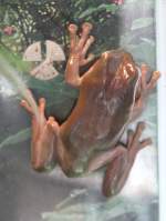 Korallenfinger-Laubfrosch (Litoria caerulea) am ...  Gilbert Angermann 11.08.2010