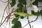 M�nnliche(grau) und ...  Gilbert Angermann 11.08.2010