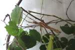 M�nnliche(grau) Malaiische Riesengespenstschrecke (Heteropteryx ...  Gilbert Angermann 11.08.2010