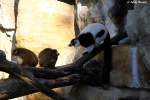 Schwarzwei�er Vari mit 2 Rotbauch-Makis.   ...