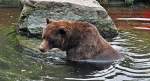 Grizzlyb�r k�hlt sich im Wasser ab - 03.08.2010  ...