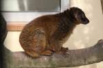 Weiblicher Mohrenmaki (Eulemur macaco) ...  Gilbert Angermann 11.08.2010