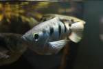 Sch�tzenfische (2 Fotos)