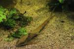 Langflossenharnischwels (Sturisoma festivum) am 19.3.2010 im Aquarium der Baseler Zoos. ...