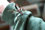 Ge�rgerte, da die Fl�gel ...  Gilbert Angermann 13.08.2010