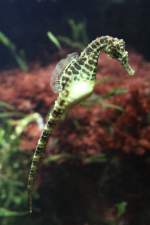Australien-Topfbauchseepferdchen (Hippocampus bleekeri) am ...  Gilbert Angermann 13.08.2010