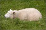 Deichschaf (Ovis orientalis aries) ...  Helmut Seger 25.10.2009