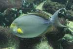 Gelbflossen-Doktorfisch (Acanthurus xanthopterus) am 19.3.2010 im Aquarium des Zoos Basel. ...