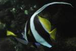 Gemeine Wimpelfisch (Heniochus acuminatus) ...  Gilbert Angermann 14.08.2010